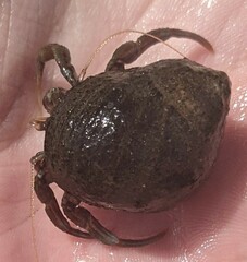 Pagurus bernhardus