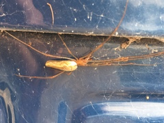 Tetragnatha