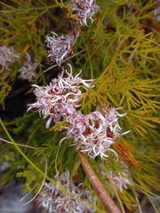 Serruria rubricaulis