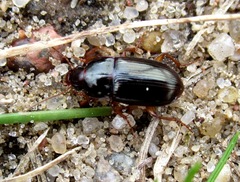 Harpalus autumnalis