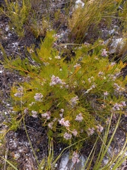 Serruria rubricaulis