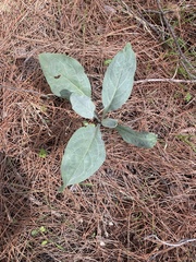 Cynoglossum creticum