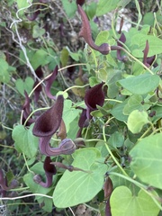 Aristolochia baetica
