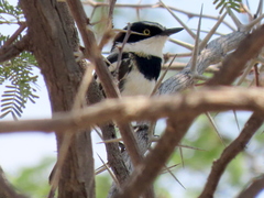 Batis pririt affinis