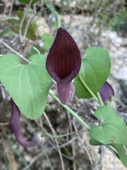 Aristolochia baetica
