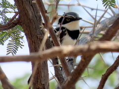 Batis pririt affinis