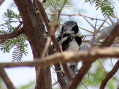 Batis pririt affinis