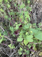 Aristolochia baetica