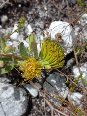 Leucospermum gracile
