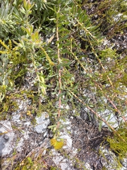 Leucospermum gracile