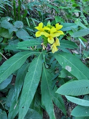 Barleria oenotheroides