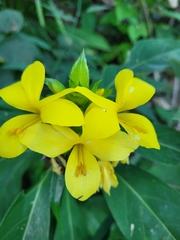 Barleria oenotheroides