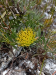 Leucospermum gracile