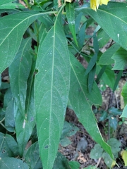 Barleria oenotheroides