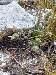 Indigofera glomerata