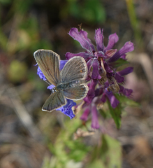 Dracocephalum nutans