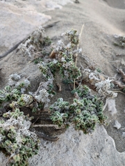 Crucianella maritima