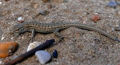 Psammodromus edwarsianus
