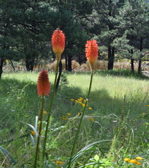 Kniphofia uvaria