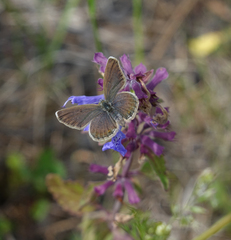 Dracocephalum nutans