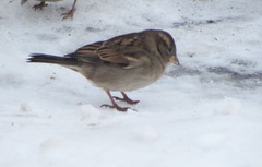 Passer domesticus