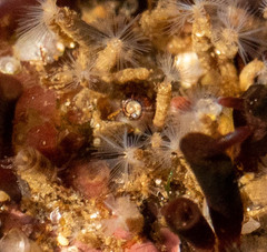 Skeneopsis planorbis