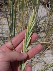 Thinopyrum distichum