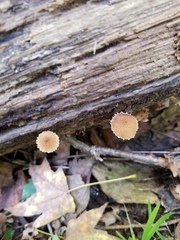 Cystoagaricus