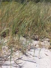 Thinopyrum distichum