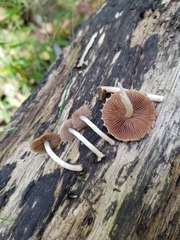 Cystoagaricus