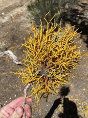 Phoradendron juniperinum