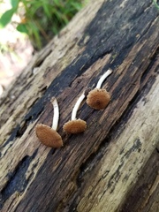Cystoagaricus
