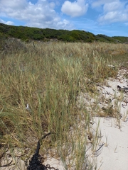 Thinopyrum distichum