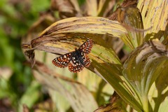 Euphydryas editha