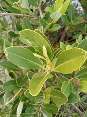 Avicennia germinans
