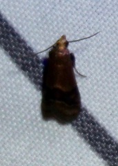 Eulogia ochrifrontella