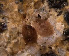 Atalodoris pusilla