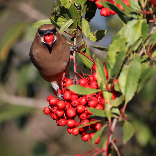 iNaturalist observation photo of Toyon