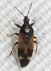 Anthocoris