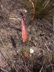 Tritoniopsis flexuosa