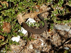 Psammodromus edwarsianus