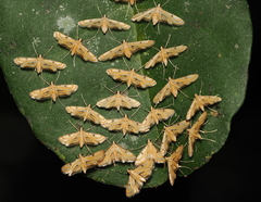 Tetrernia teminitis