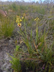 Tritoniopsis bicolor