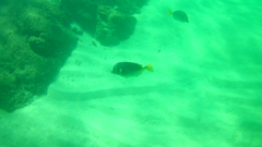 Prionurus laticlavius