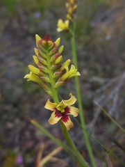 Tritoniopsis bicolor