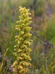 Disa cylindrica