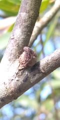 Callirhytis quercusventricosa