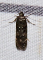 Chionodes formosella