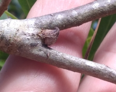 Callirhytis quercusventricosa