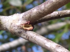 Callirhytis quercusventricosa